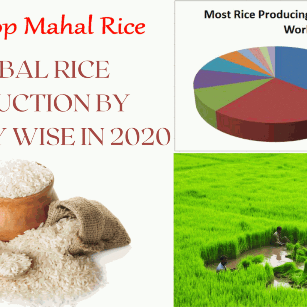 Rice production continue to reach highs record in India