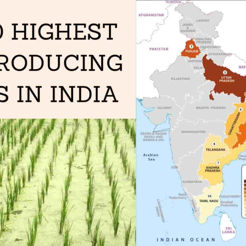 Top 10 highest rice producing state in India
