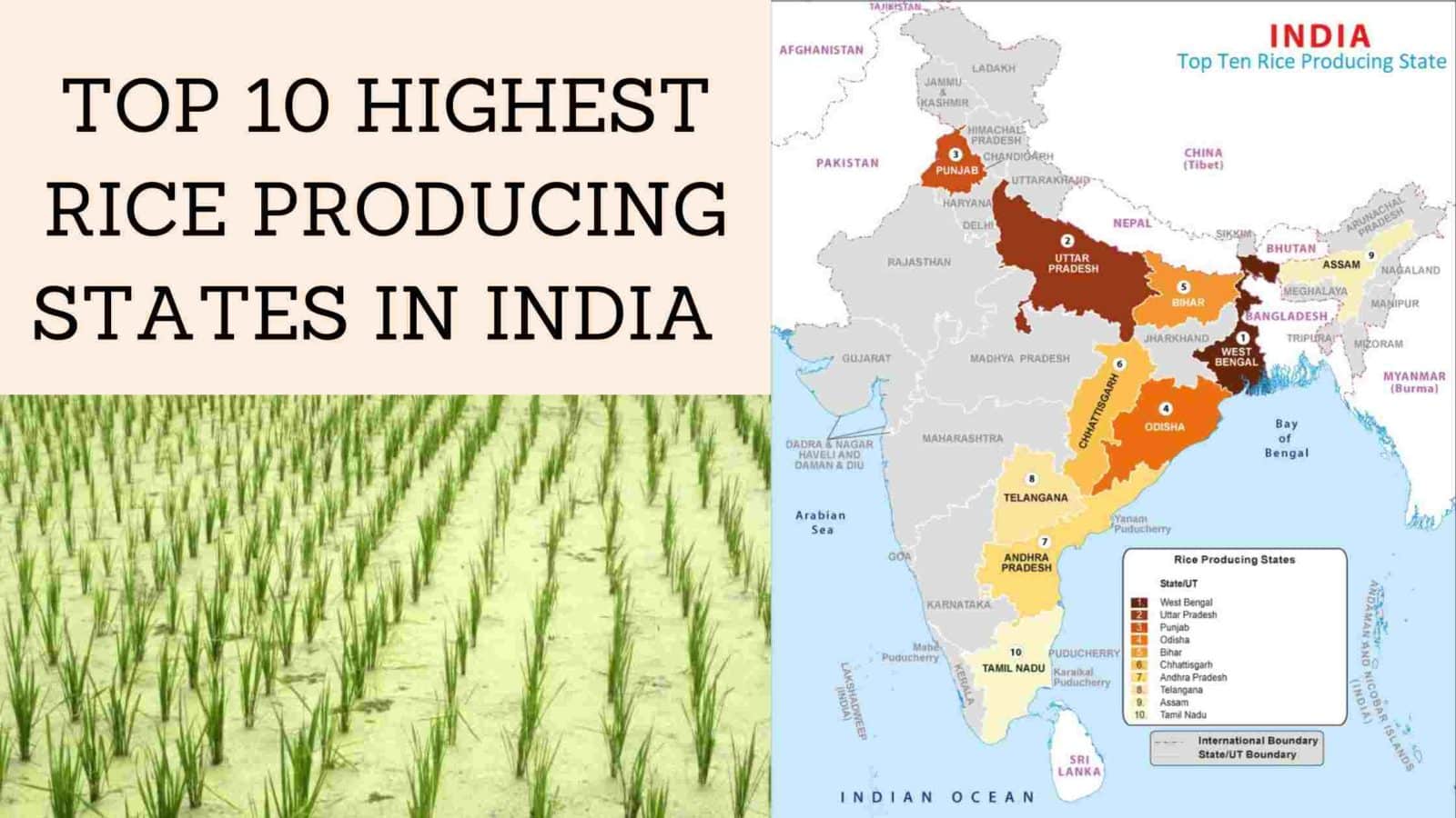 Top 10 highest rice producing state in India