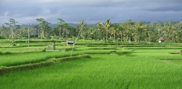 Rice Bowl of india is andhra pradesh in India blog by Roop mahal rice