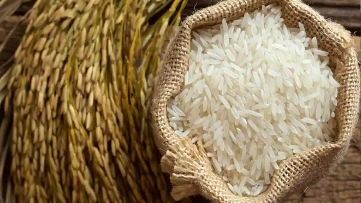 The Untold Story of Rice in Indian Culture 
